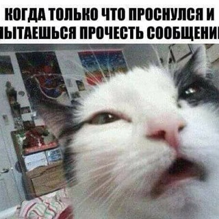 Telegram profile photo for у меня лапки