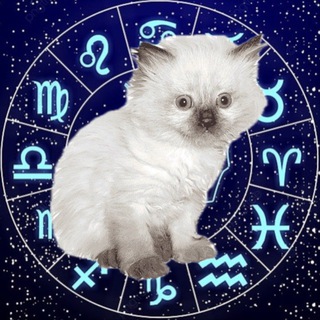 Telegram profile photo for котята и мудрые предсказания