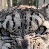 Telegram profile photo for барсий дневник (изучен на 5%)