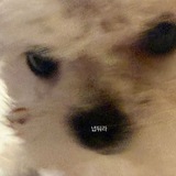 Telegram profile photo for ๐๐๐๐.
