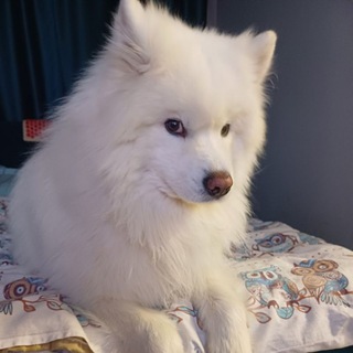 Telegram profile photo for Χ
Χ β‘ π ππΎππππ β¦ π
ππΏπΎ ΛΛ
