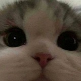 Telegram profile photo for чучело мяучело