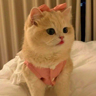 Telegram group profile photo for REK QILAMIZ UZ