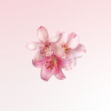 Telegram profile photo for LoOly DoKieE ✁ Dancing ; happily amidst a crowd of flowers 🪷🩷.. 𓈒 ˖ ࣪