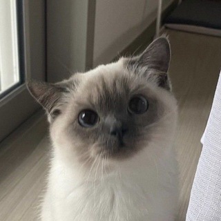 Telegram profile photo for ୨ৎ сс
