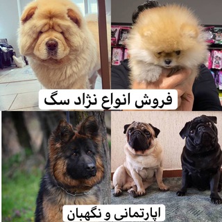 Telegram profile photo for خرید و فروش سگ
