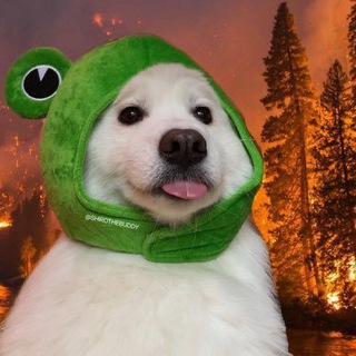 Telegram profile photo for Shiro the Buddy