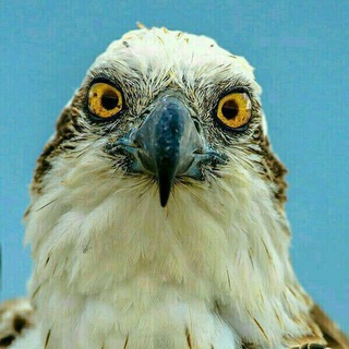 Telegram profile photo for *الموت(سرزمین عقاب ها)*