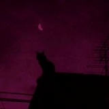 Telegram profile photo for кота❗️
