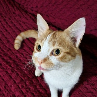 Telegram profile photo for Ezra's Ramblings
