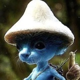 Telegram profile photo for smurfcat