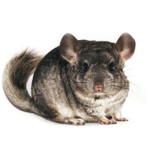 Telegram profile photo for Сенкайра нагетс