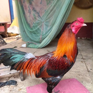 Telegram group profile photo for សង្វៀនV168 MCព្រែកចាក