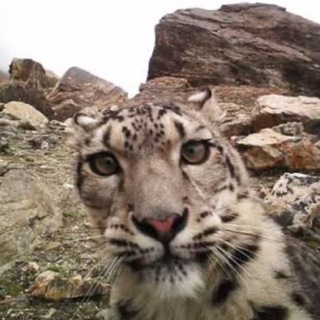 Telegram profile photo for Мусяра