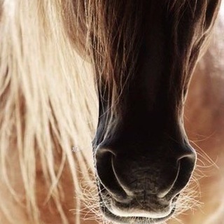 Telegram profile photo for Конный Клуб «Радужный»