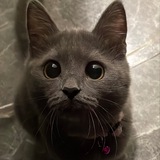 Telegram profile photo for Чебупек и жизнь