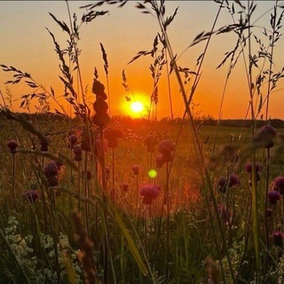 Telegram profile photo for Жизнь твифа