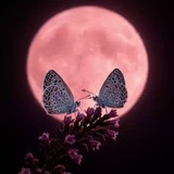 Telegram profile photo for πβπ¨α₯«α‘ ΰΉΕΰΉΔΰΉπ
