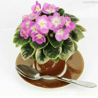 Telegram profile photo for African_violet_zari