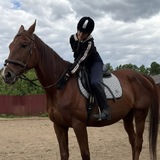 Telegram profile photo for 🪻Equestrian_So🌷