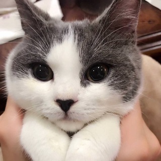 Telegram profile photo for Россияне в Алматы (в Ате)