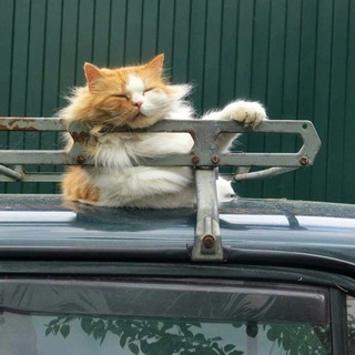 Telegram profile photo for Дача в Подмосковье
