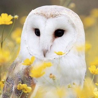Telegram group profile photo for ЕГЭ РЕПЕТИТОР центр МАТЕМАТИКИ, ХИМИИ, ФИЗИКИ, БИОЛОГИИ "БЕЛАЯ СОВА". Успех начинается здесь!❤️ Москва, Миусский переулок дом 9
