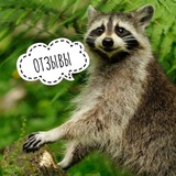 Telegram profile photo for Отзывы Енотик Милори