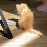 Telegram profile photo for сопли