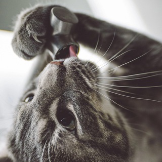 Telegram profile photo for канал с котиками (для котиков)