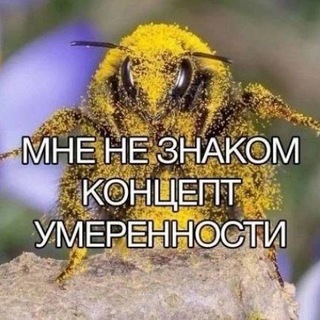Telegram profile photo for БЕЛЯШИ ПО ИМБИРЕВСКИ