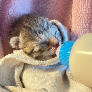 Telegram profile photo for cats from plastic bag