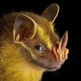 Telegram profile photo for АйбоЛитер Экзо
