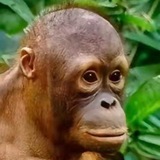Telegram profile photo for анекдоты олега кажуркина