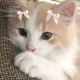 Telegram profile photo for Pukimaq.