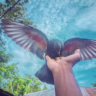 Telegram profile photo for All In One ๐ป