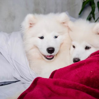 Telegram profile photo for Крoшки в постeли