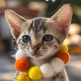 Telegram profile photo for 🐱 Котята ищут дом/Kittens looking for home