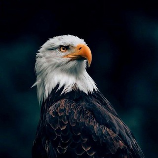 Telegram profile photo for Eagle™ - OFFICIAL
