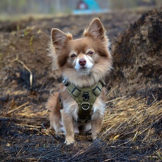 Telegram profile photo for Шоколадный нос🐾