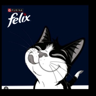 Telegram profile photo for Cats Food.Felix