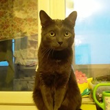 Telegram profile photo for Кот Муркис 🐈⬛ Natalia