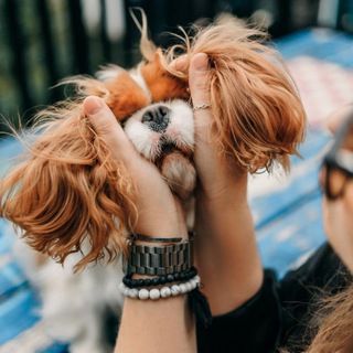 Telegram profile photo for CAVALIERKINGCHARLES 👠Moomy Кавалерия