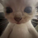 Telegram profile photo for keep