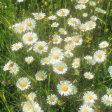 Telegram profile photo for Daisy
