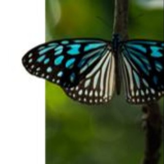Telegram profile photo for Australia - Status & Standing Correction