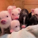 Telegram profile photo for переходник свинки кф 🐷