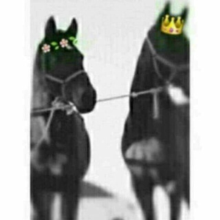 Telegram profile photo for ﯛعسى ماﺂ تفـٰرقناﺂ د؏ـوهۃ حسـﯛد ᴖ̈ 💗🙊