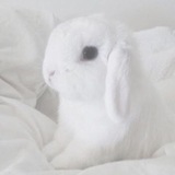 Telegram profile photo for архив кроликов💕🐰