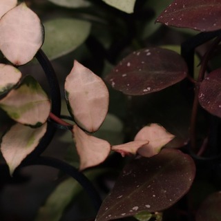 Telegram profile photo for FloLi🌿 | Продажа